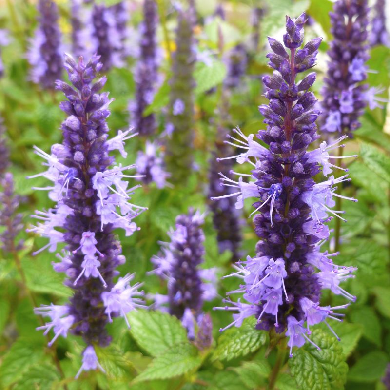 Agastache Little Adder image