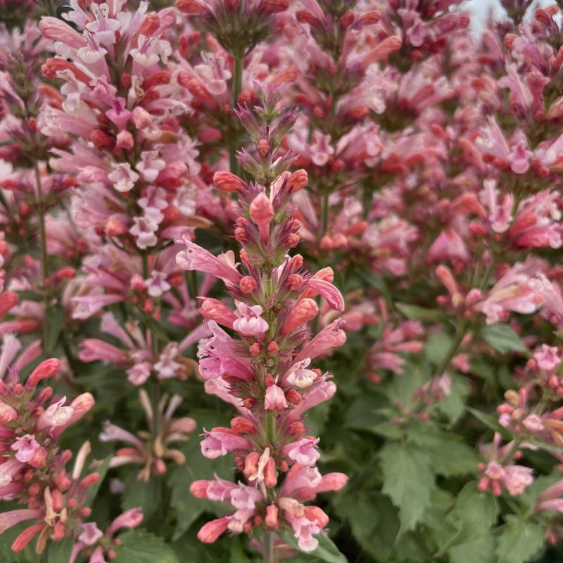 Agastache Pink Pearl image