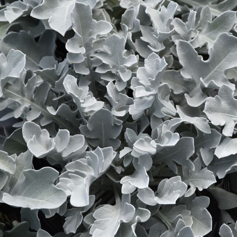 Dusty Miller "silver Swirl' image