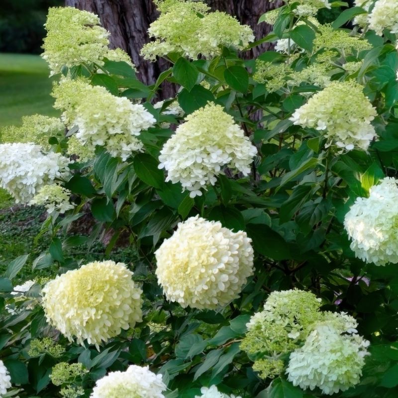 Hydrangea, Limelight Prime® Hydrangea Tree image