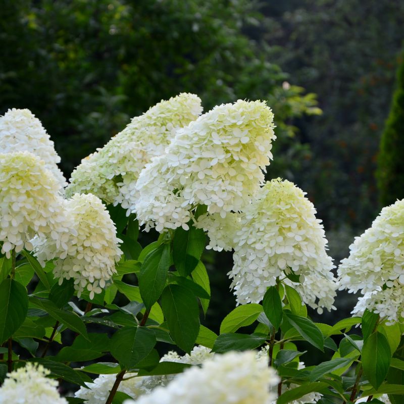 Hydrangea, Little Hottie® Hydrangea image