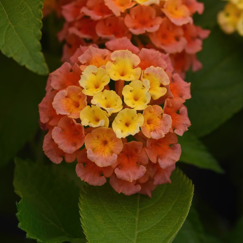 Lantana Bloomify™  Mango image