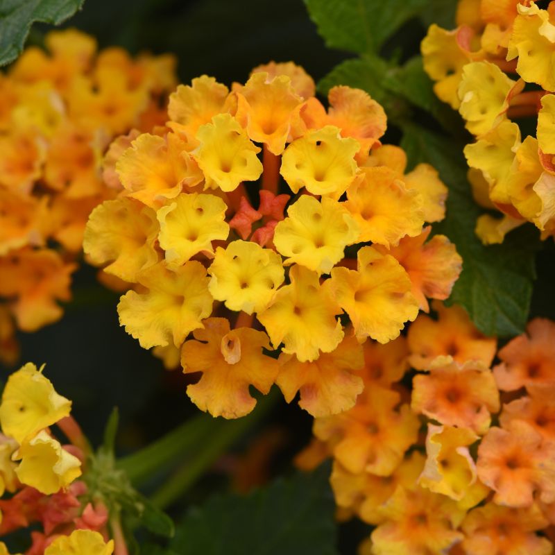 Lantana, Bloomify™  Orange - 3 Pc image