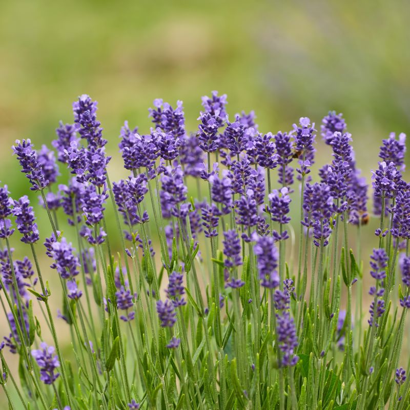 Lavandula, Super Blue Lavender image