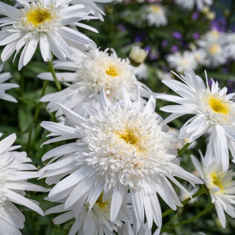 Leucanthemum, Carpet Angel® Shasta Daisies image