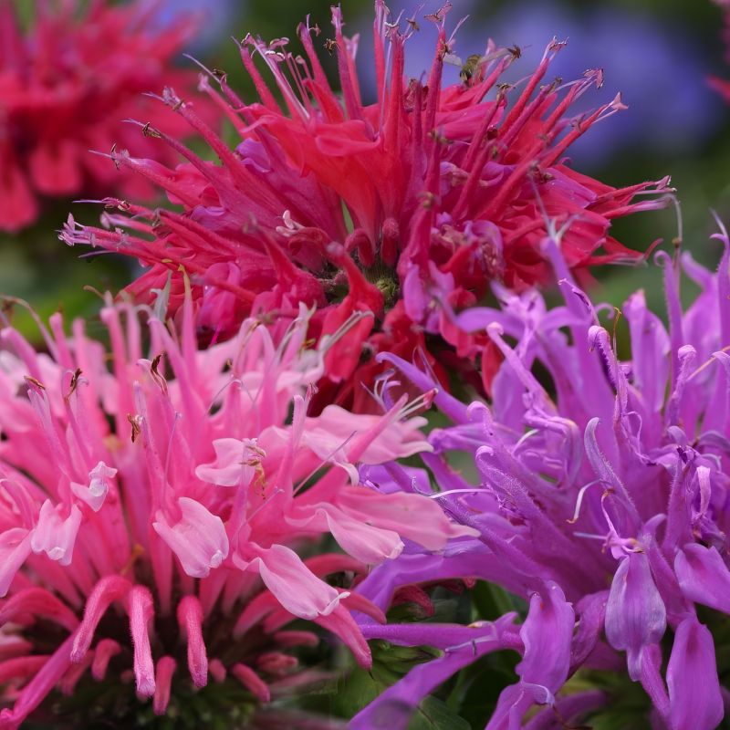 Monarda, 3-n-1 Balmy™ Bergamot image