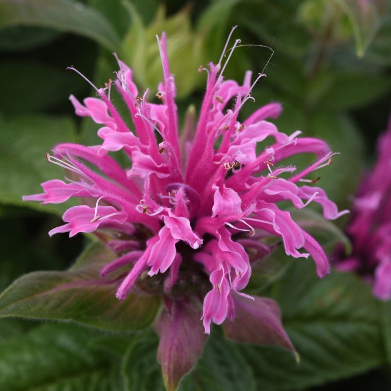 Monarda, Bee-mine™ Pink Monarda image