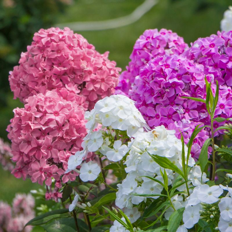 Phlox, Ka-pow® Phlox Collection image