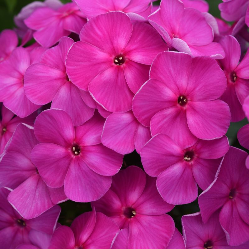 Phlox, Ka-pow® Lavender image