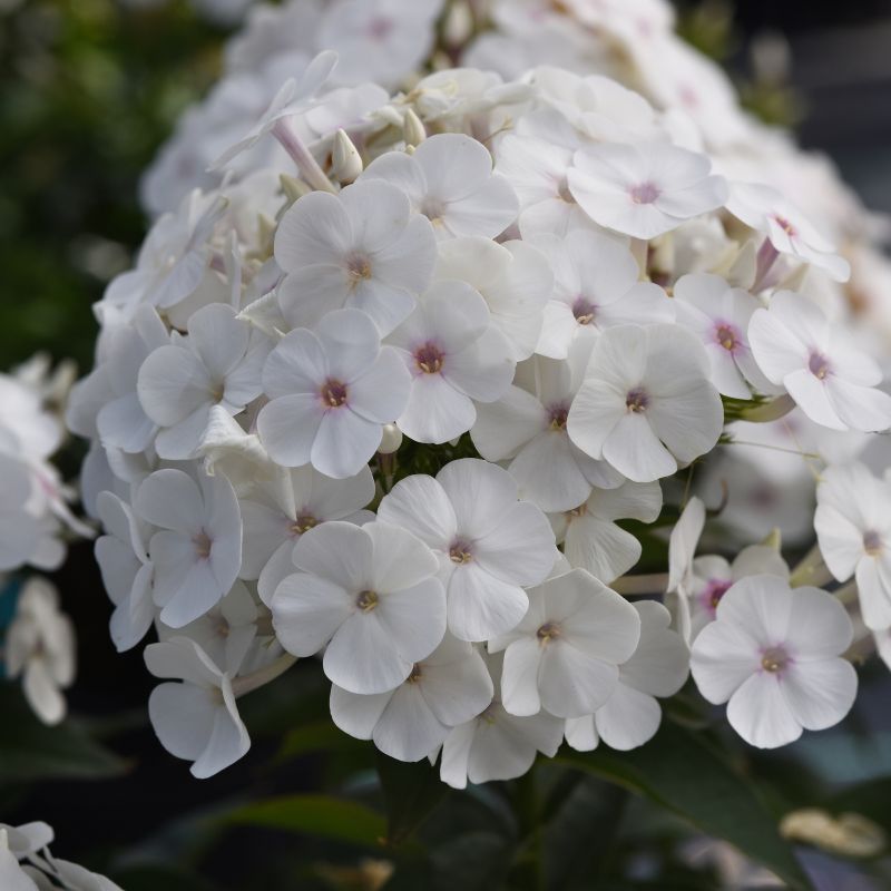 Phlox, Ka-pow® White image