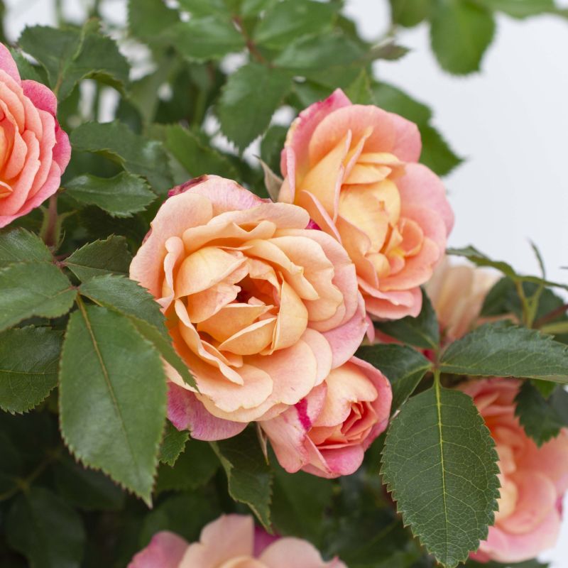 Rose 'Peach Sunblaze® image