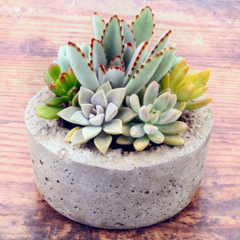 Small Dish Succulent Garden image