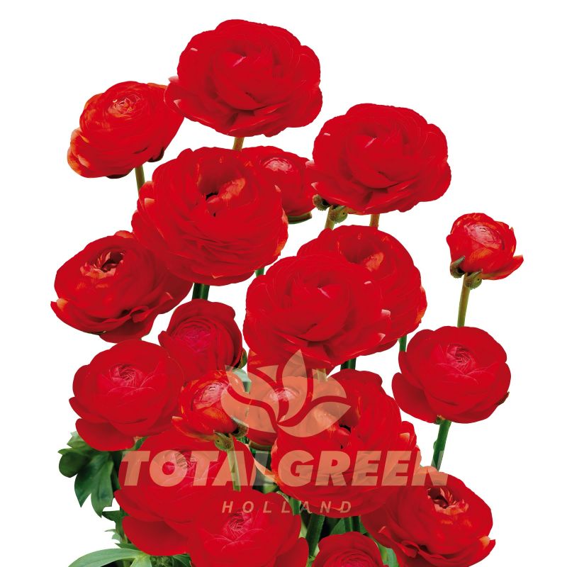 Peony Red Bulb Kit image