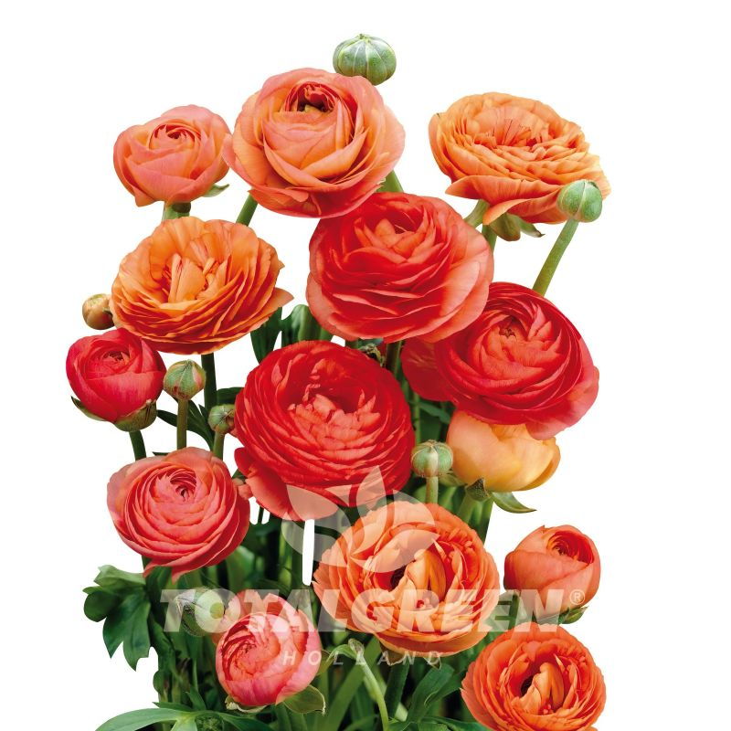 Peony Orange Bulb Kit image