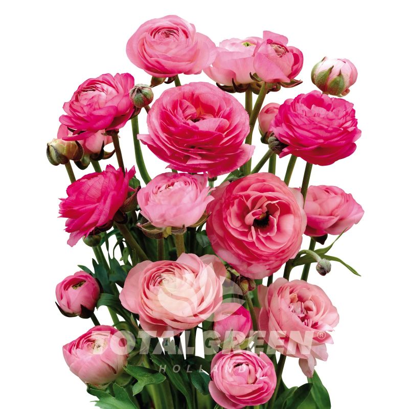 Peony Pink Bulb Kit image