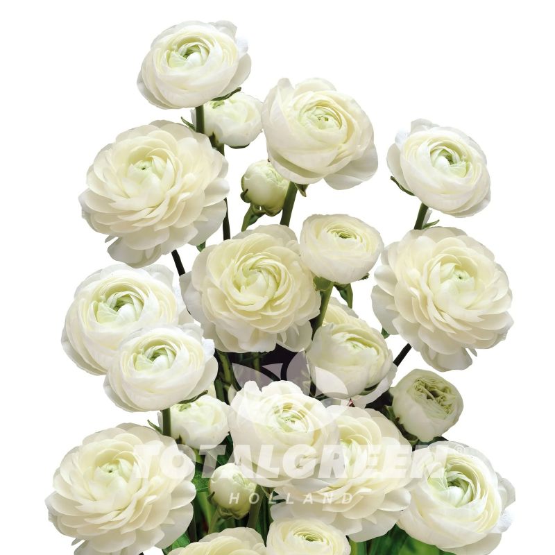 Peony White Bulb Kit image