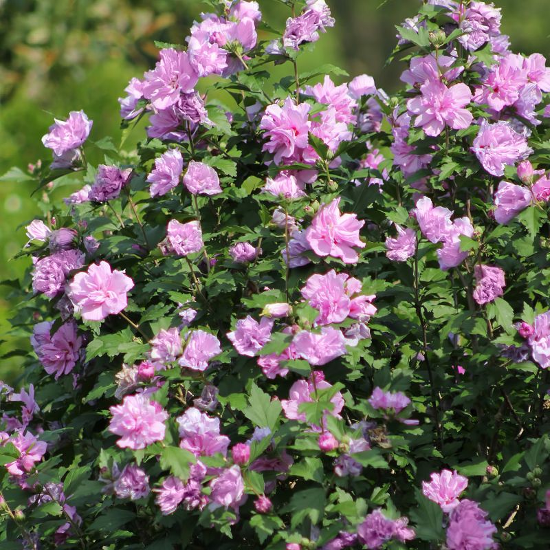 Hibiscus Tahiti Shrub (Hibiscus syriacus Tahiti™) | Vibrant Blooms for ...