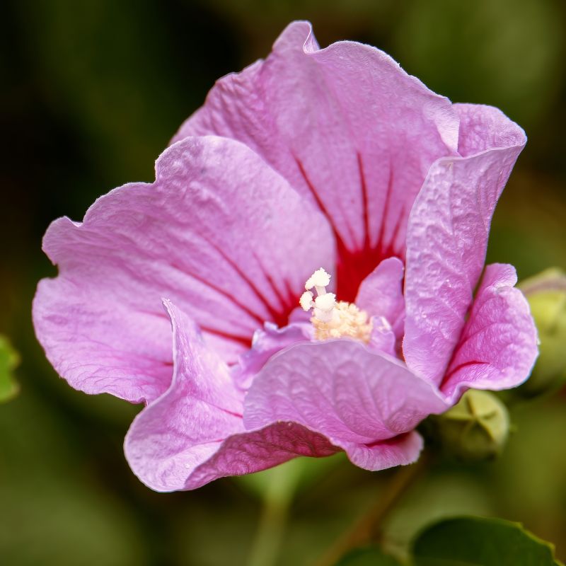 Hibiscus Tahiti Shrub (Hibiscus syriacus Tahiti™) | Vibrant Blooms for ...