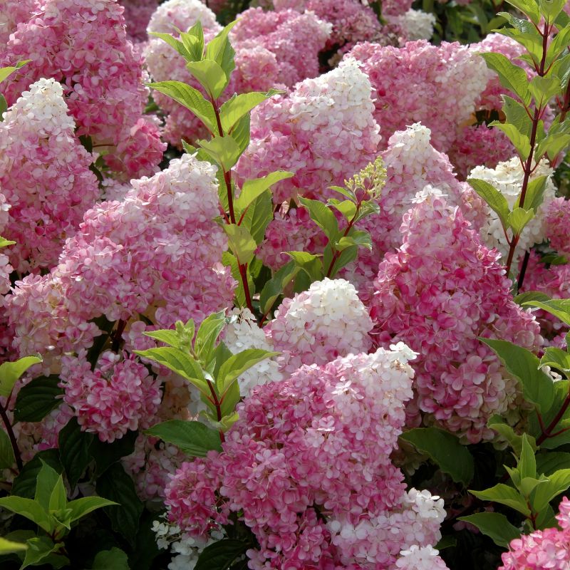 Hydrangea Strawberry Sundae image