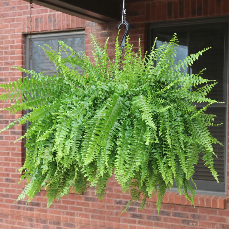 Boston Fern Hanging Basket image