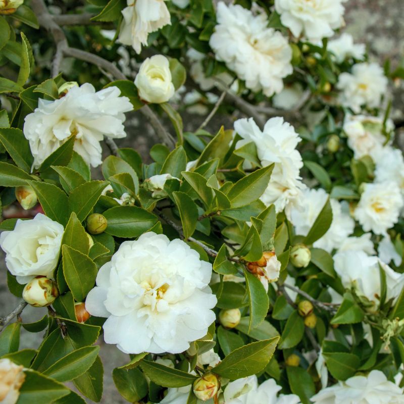 Dwarf White Camellia sasanqua - Fragrant and Compact Varietal for Every ...