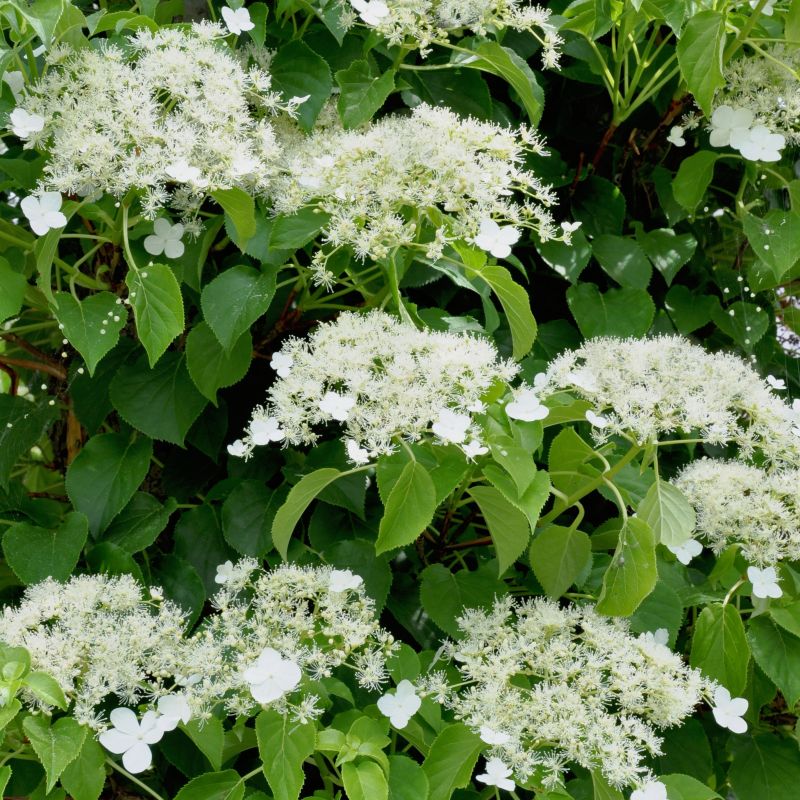 Hydrangea Petiolaris (Climbing) image