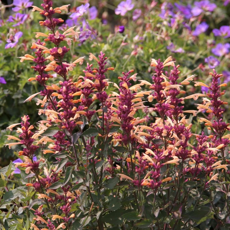 Agastache Peachie Keen image