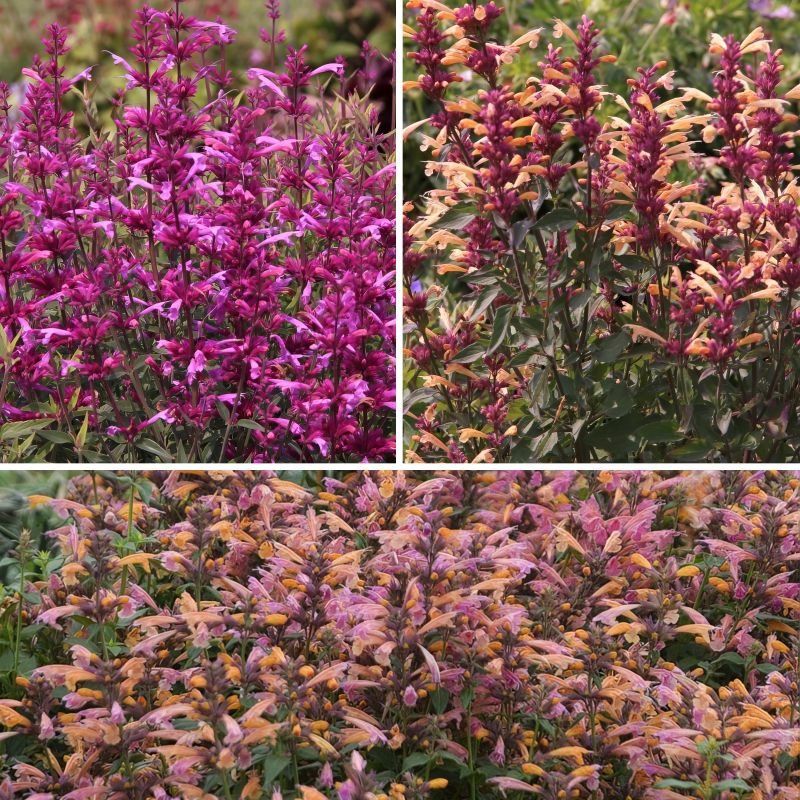 Agastache Collection image