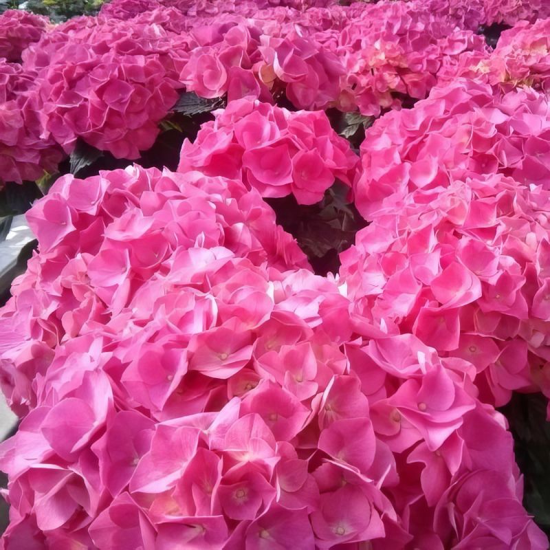 Hydrangea Merritt Supreme image