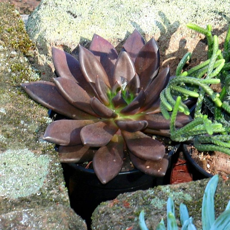 Echeveria Serrana image