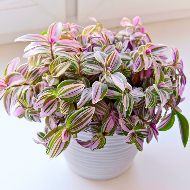 Buy Tradescantia Albiflora Nanouk Online - Beautiful Nanouk Hybrid Plant