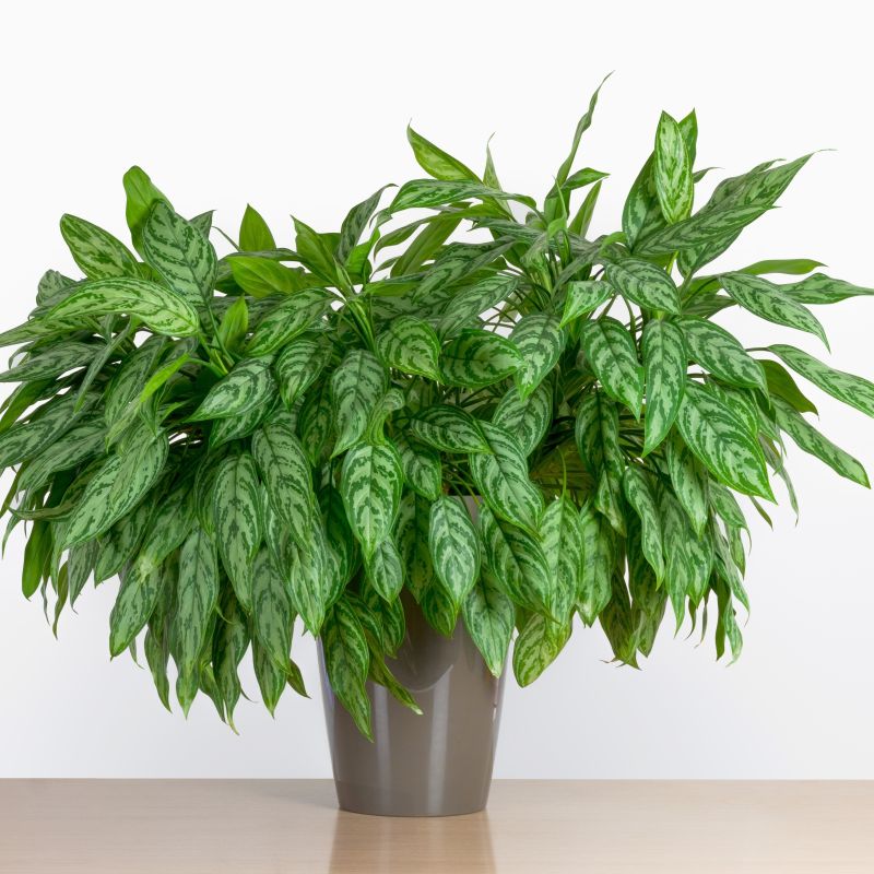 Shop Aglaonema Maria (Aglaonema sp Maria) - Beautiful and Easy-to-Care ...