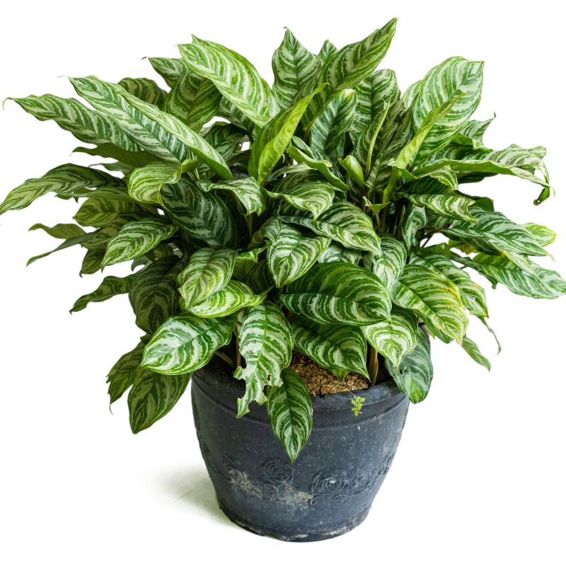 Shop Aglaonema Maria (Aglaonema sp Maria) - Beautiful and Easy-to-Care ...