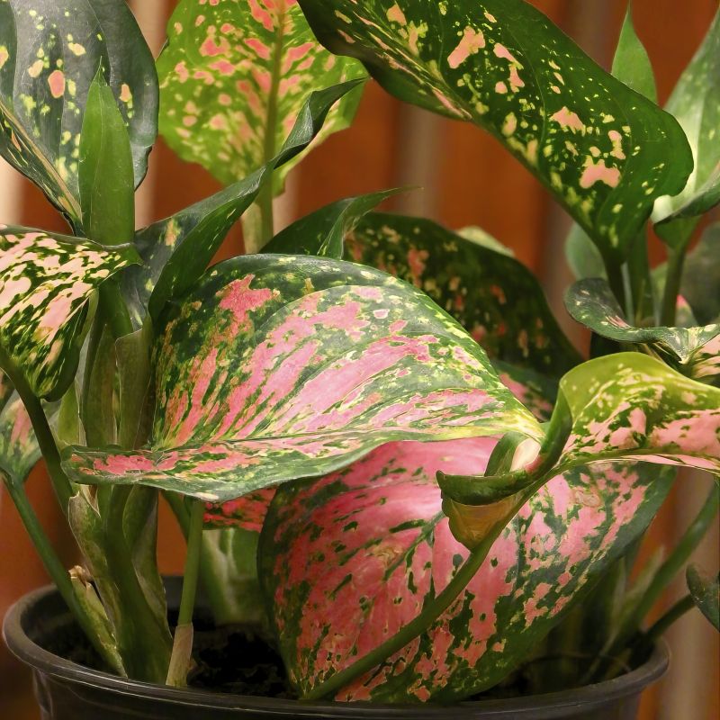 Aglaonema Red Wishes image