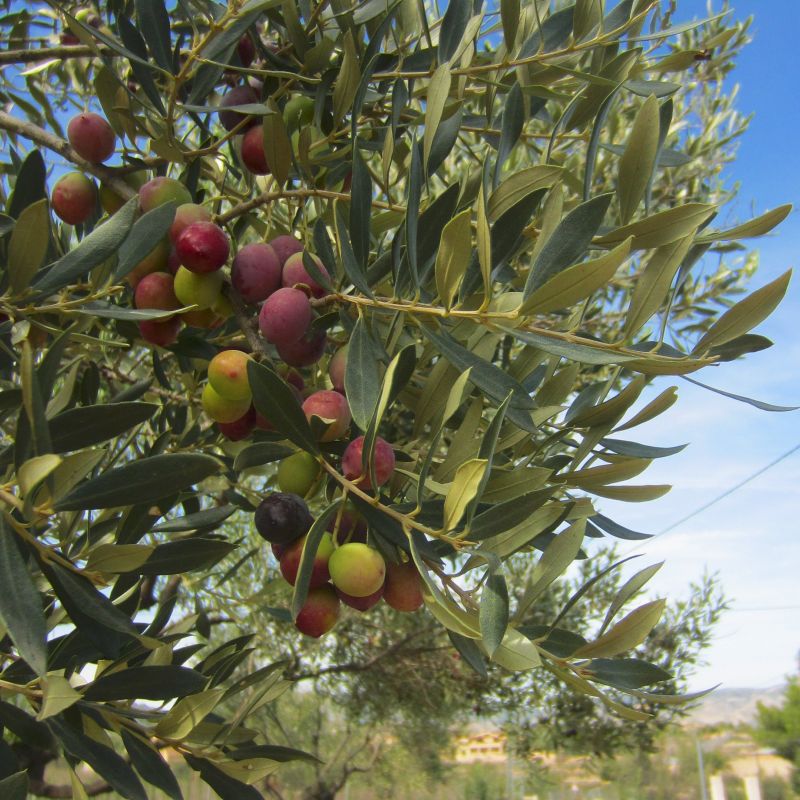 Olive Tree image