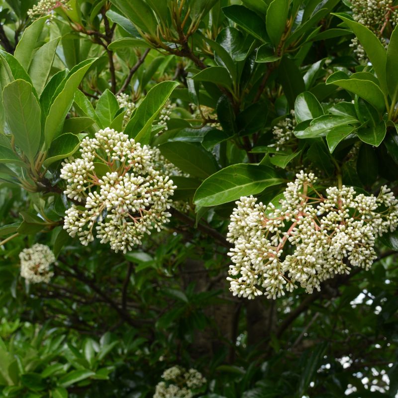 3g Viburnum Chindo image