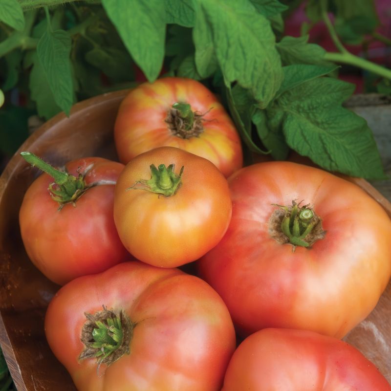 Tomato 'Wherokowhai'' image