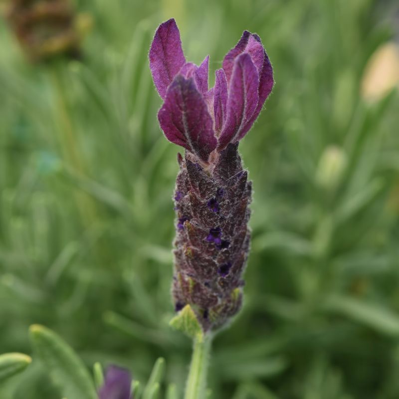 Lavandula Primavera image