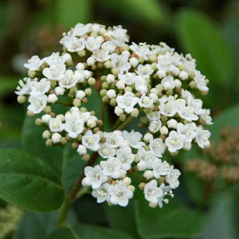 Shades Of Pink™ Viburnum - Pink Flowers image