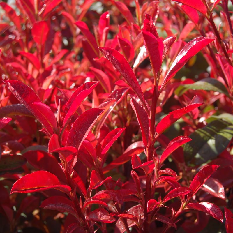 Shop Photinia Dynamo Red (photinia Glabra Dynamo Red) – Vibrant And 