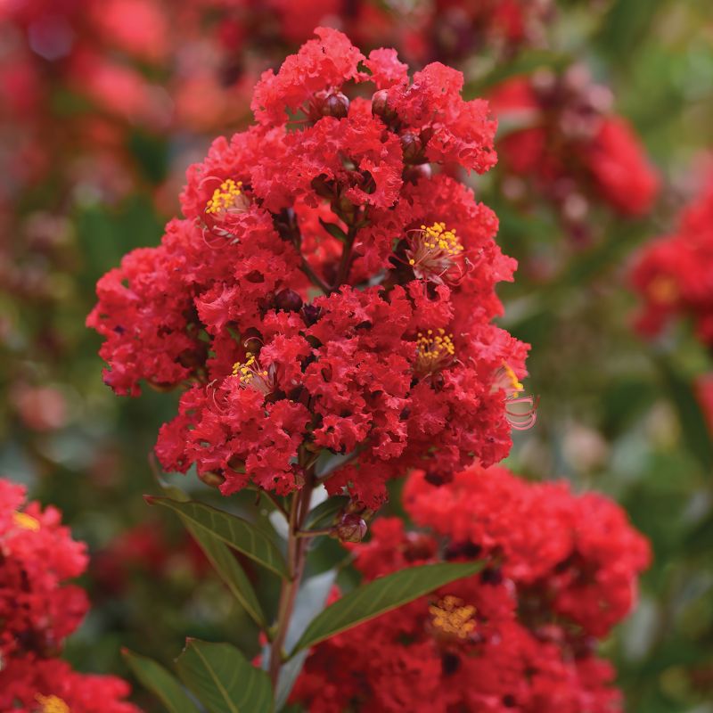 Enduring Red™ Crape Myrtle - Red Blooms image