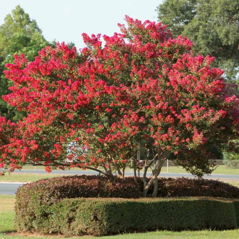 Enduring Red™ Crape Myrtle - Vibrant Red Blooms (Lagerstroemia indica Red)