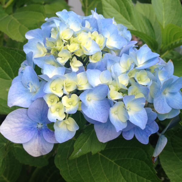 Tuff Stuff Ah-Ha® Hydrangea - Hardy and Vibrant Hydrangea serrata for ...