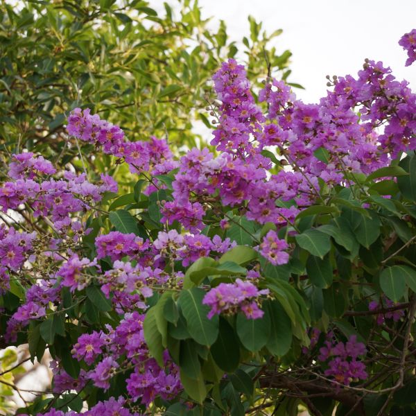 Add a Pop of Purple to Your Landscape with Purple Magic Crape Myrtle ...