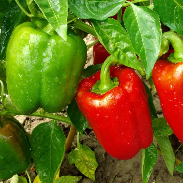 Chile Pepper Touchdown image