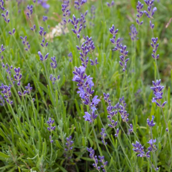 Phenomenal French Lavender