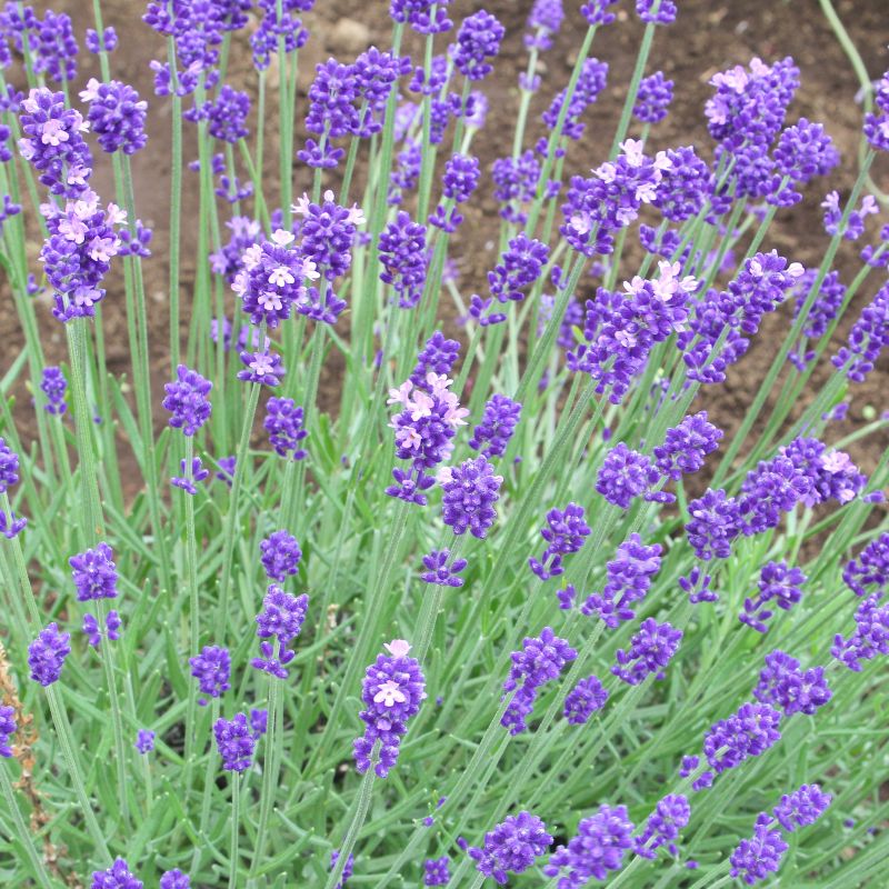 Hidcote Lavender image