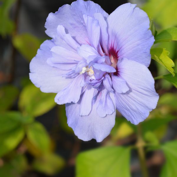 Blue Chiffon Rose of Sharon Tree image