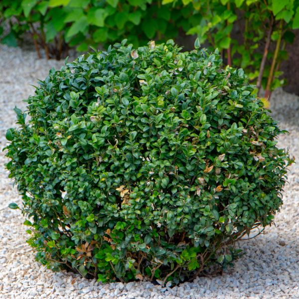 Shop Little Missy Boxwood (Buxus microphylla 'Little Missy ...