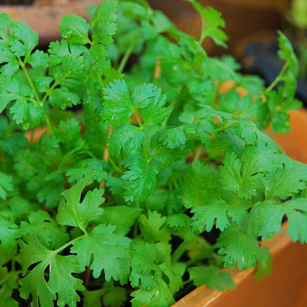 Cilantro image